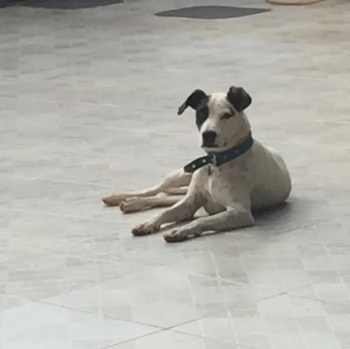 Cachorro ra a SRD idade 4 anos nome Pirata