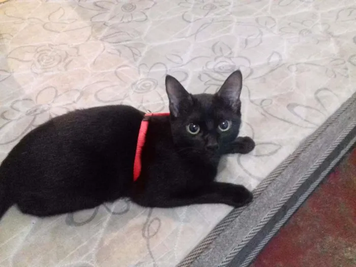 Gato ra a Vira lata idade 7 a 11 meses nome Cosme