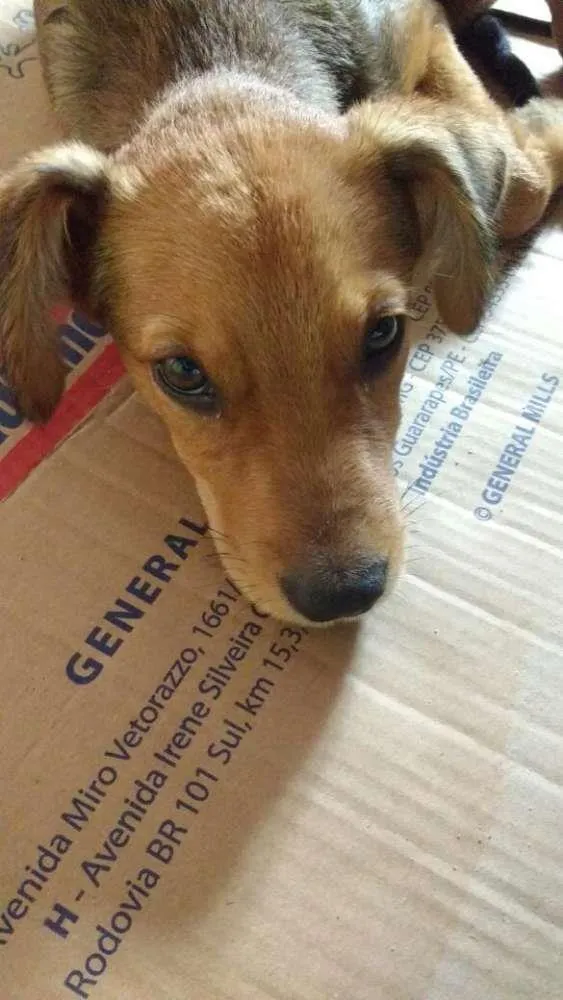 Cachorro ra a Vira-lata idade 7 a 11 meses nome Princesa