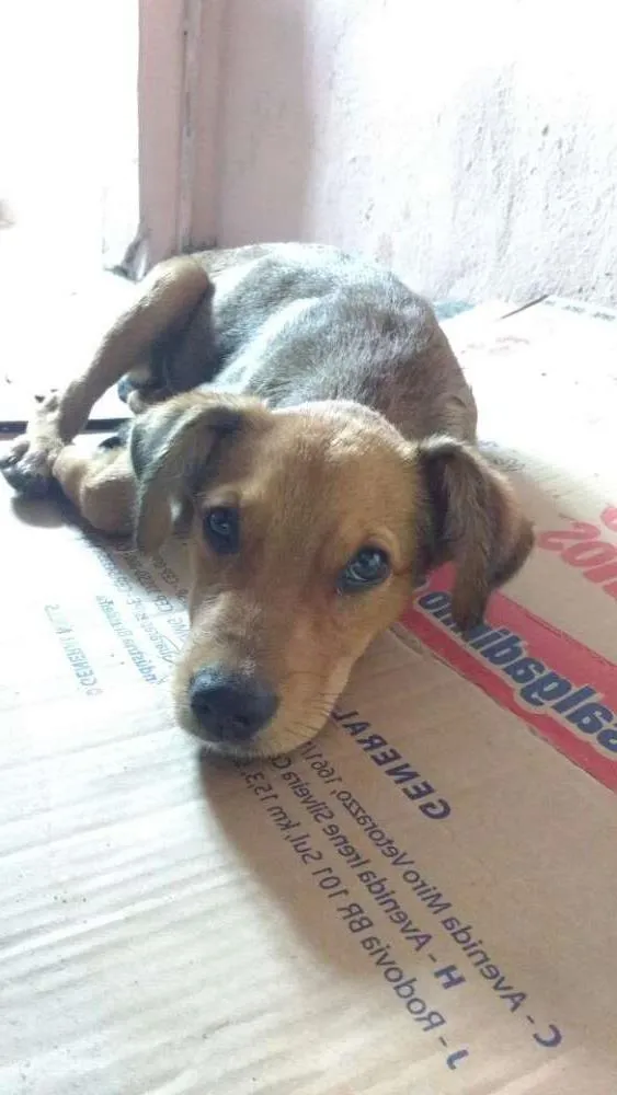 Cachorro ra a Vira-lata idade 7 a 11 meses nome Princesa