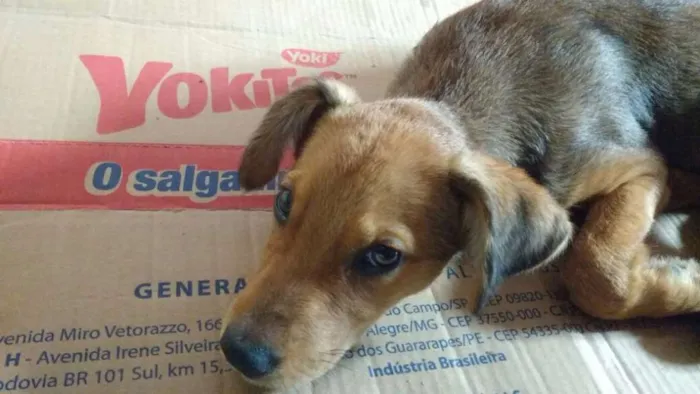 Cachorro ra a Vira-lata idade 7 a 11 meses nome Princesa