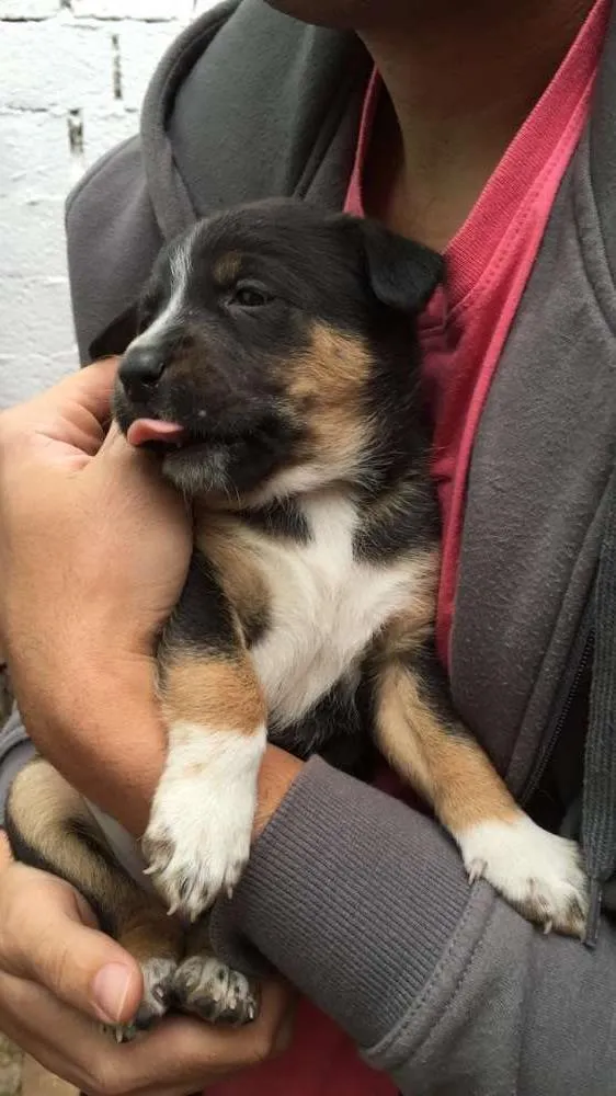 Cachorro ra a SRD idade Abaixo de 2 meses nome Sem nome