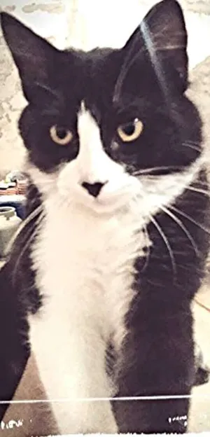 Gato raça SRD idade 2 a 6 meses nome Friday