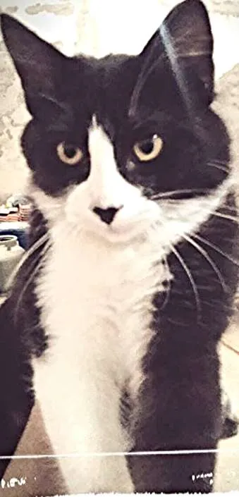 Gato ra a SRD idade 2 a 6 meses nome Friday