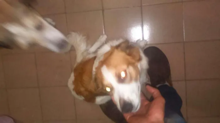 Cachorro ra a misturada idade 7 a 11 meses nome lindinha 