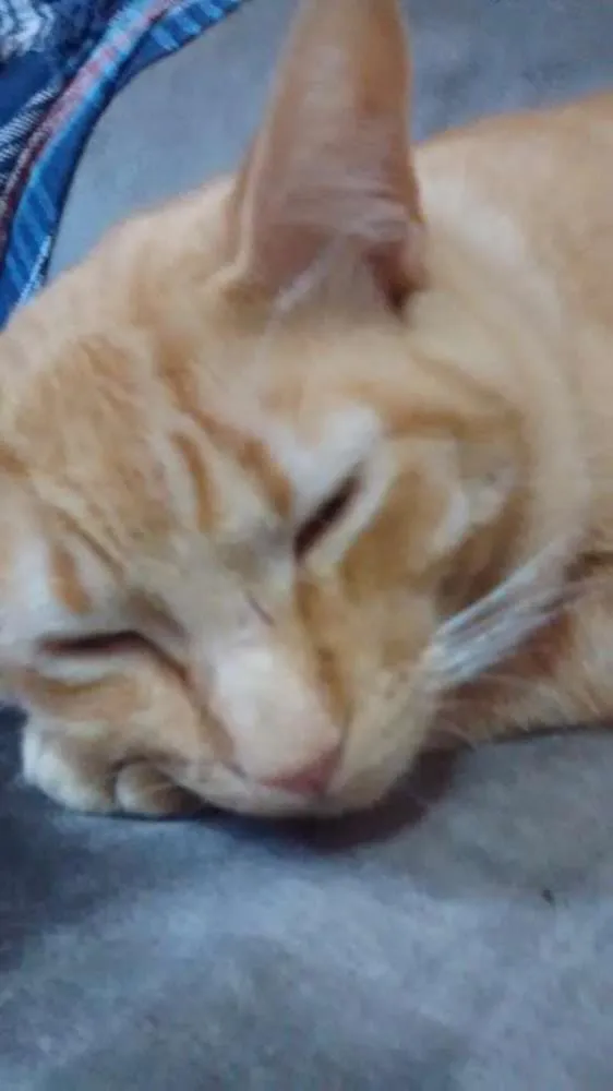 Gato ra a Vira lata idade 1 ano nome Cruel