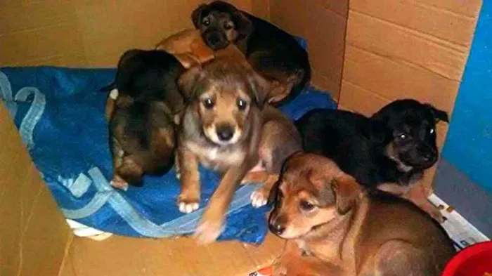 Cachorro ra a SDR idade Abaixo de 2 meses nome ?