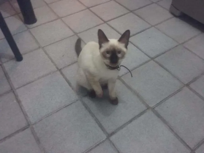 Gato ra a Siames idade 2 a 6 meses nome Clincker