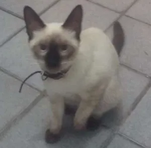 Gato raça Siames idade 2 a 6 meses nome Clincker