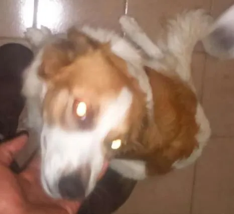 Cachorro ra a misturada idade 7 a 11 meses nome lindinha 