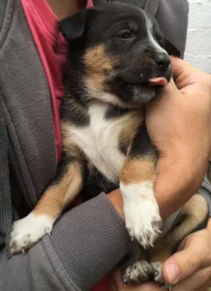 Cachorro raça SRD idade Abaixo de 2 meses nome Sem nome