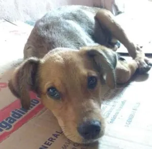 Cachorro raça Vira-lata idade 7 a 11 meses nome Princesa
