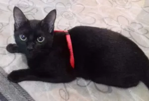 Gato raça Vira lata idade 7 a 11 meses nome Cosme