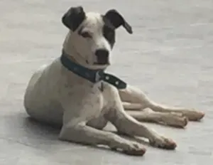 Cachorro raça SRD idade 4 anos nome Pirata