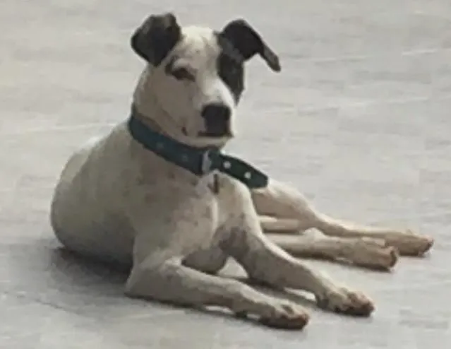 Cachorro ra a SRD idade 4 anos nome Pirata