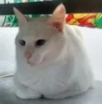 Toy