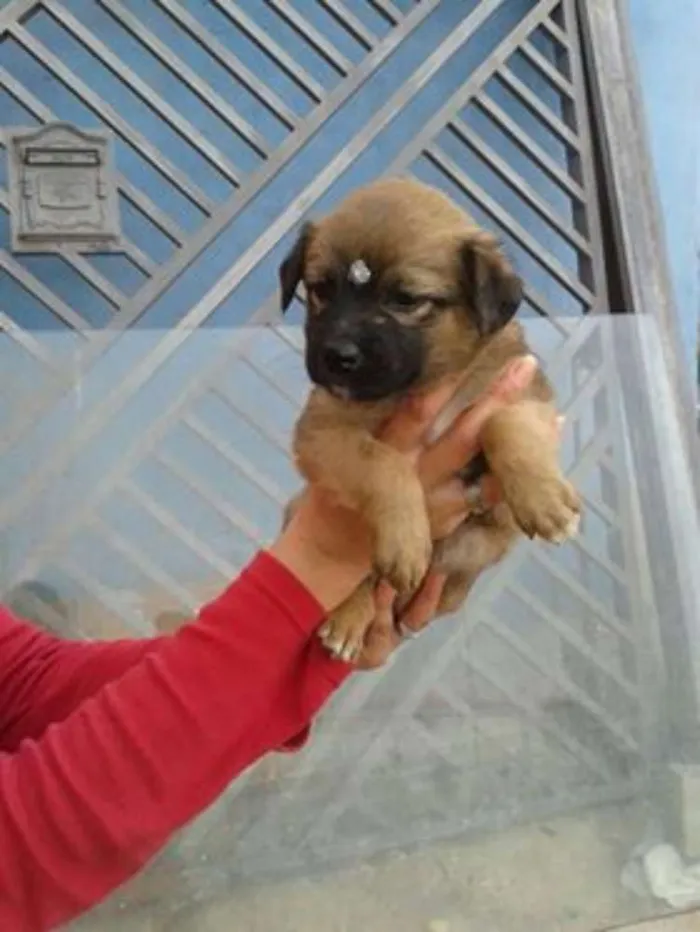 Cachorro ra a srd idade 2 a 6 meses nome bebes dete