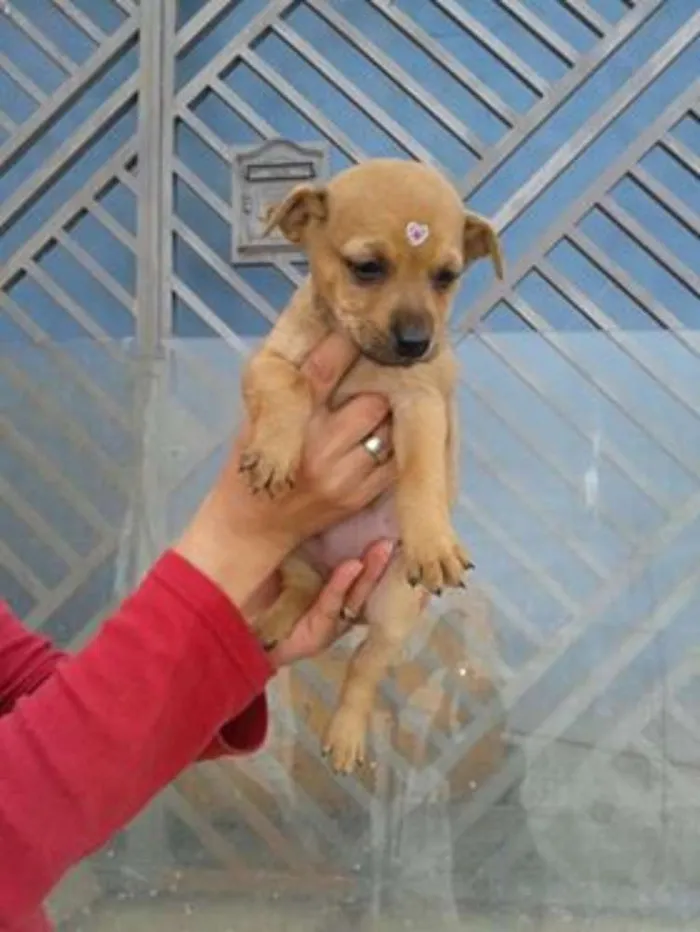 Cachorro ra a srd idade 2 a 6 meses nome bebes dete
