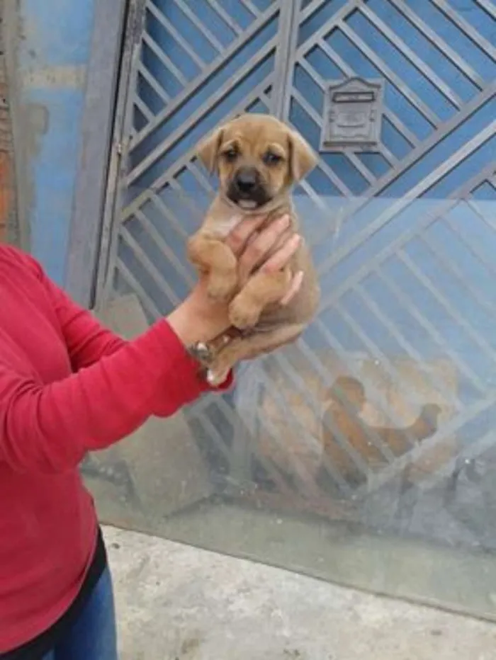 Cachorro ra a srd idade 2 a 6 meses nome bebes dete