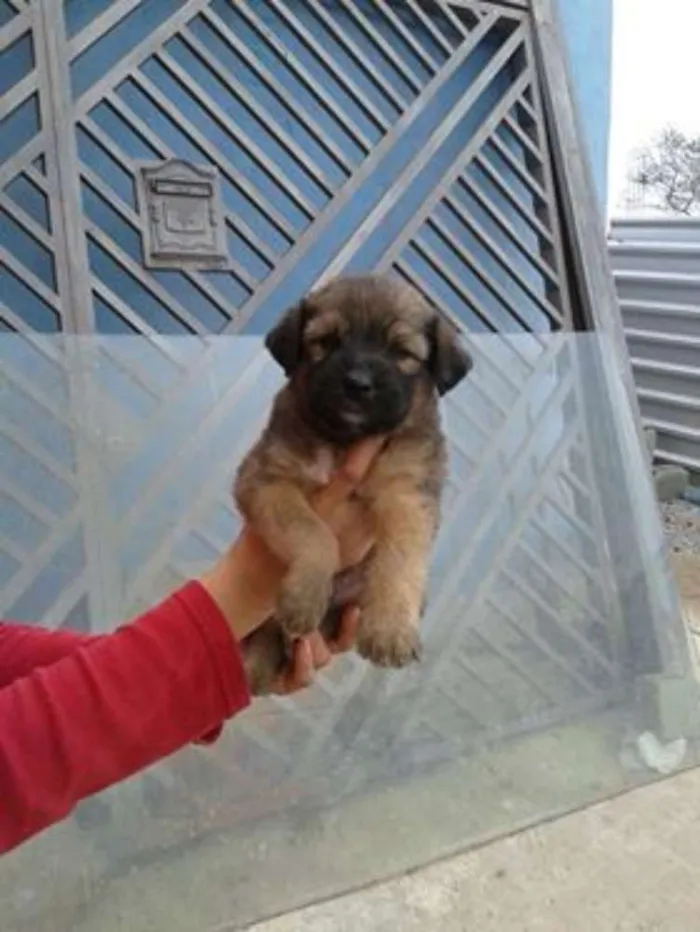 Cachorro ra a srd idade 2 a 6 meses nome bebes dete
