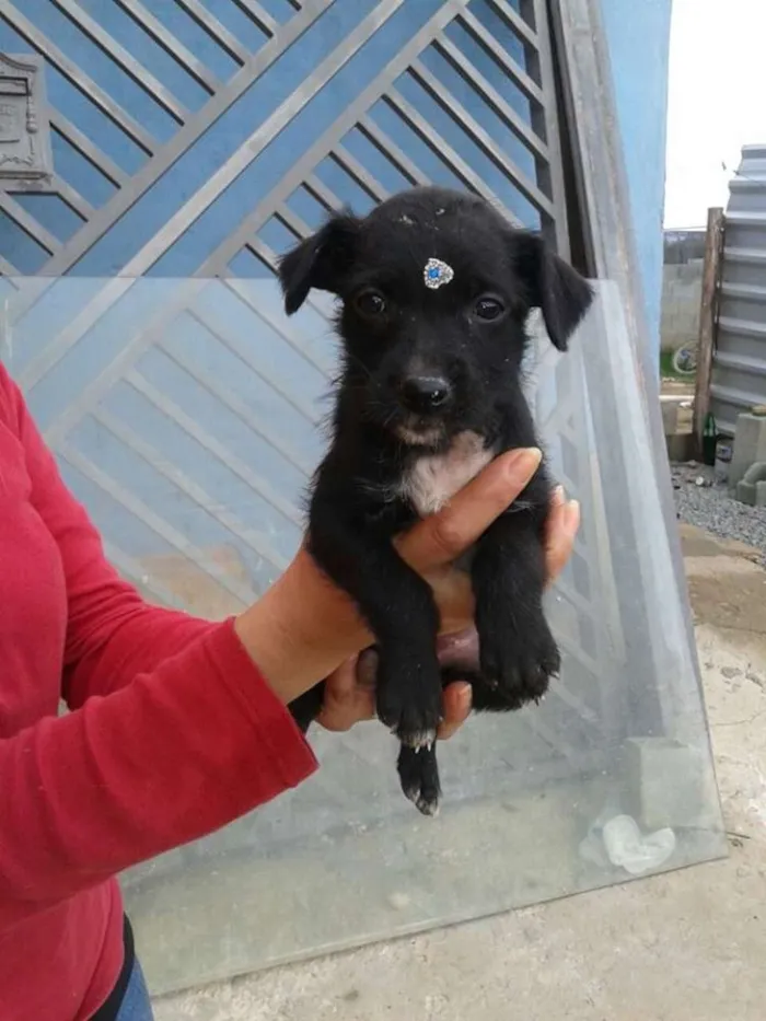 Cachorro ra a srd idade 2 a 6 meses nome bebes dete