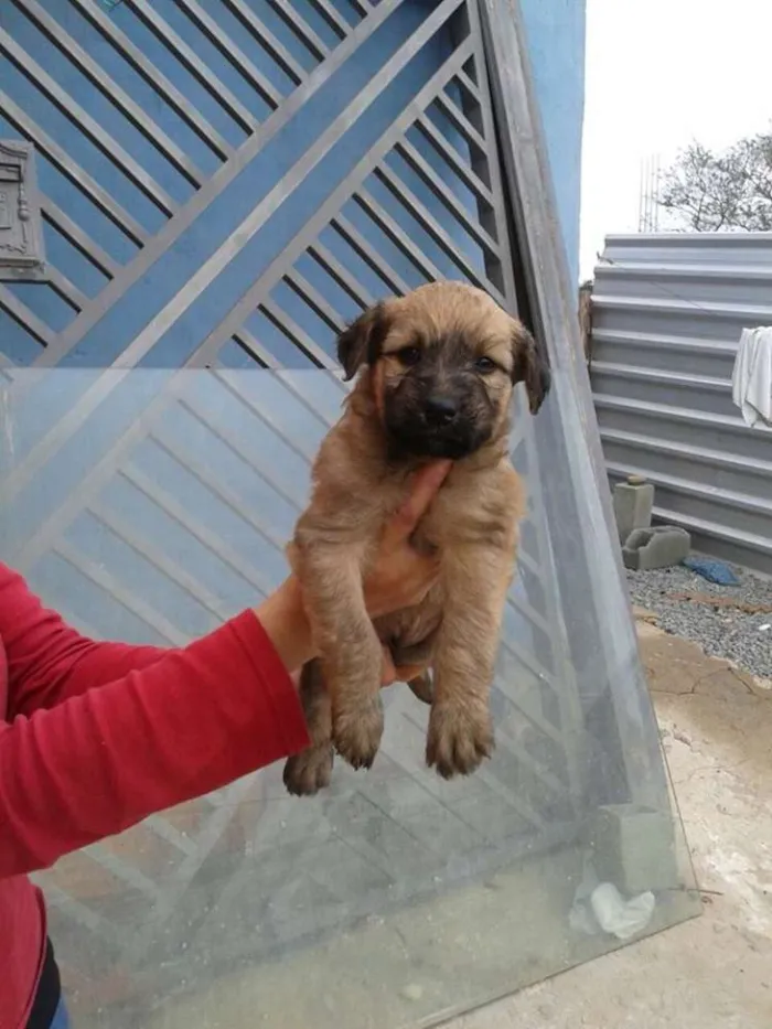 Cachorro ra a srd idade 2 a 6 meses nome bebes dete