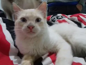 Gato raça srd idade 7 a 11 meses nome branco