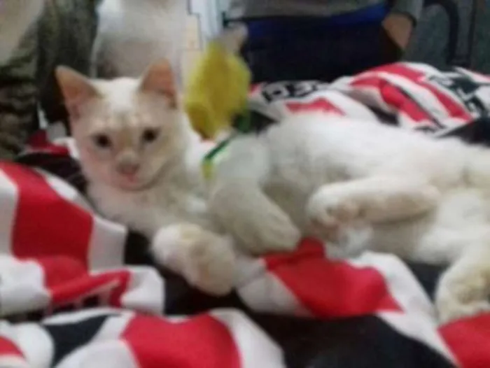 Gato ra a srd idade 7 a 11 meses nome branco
