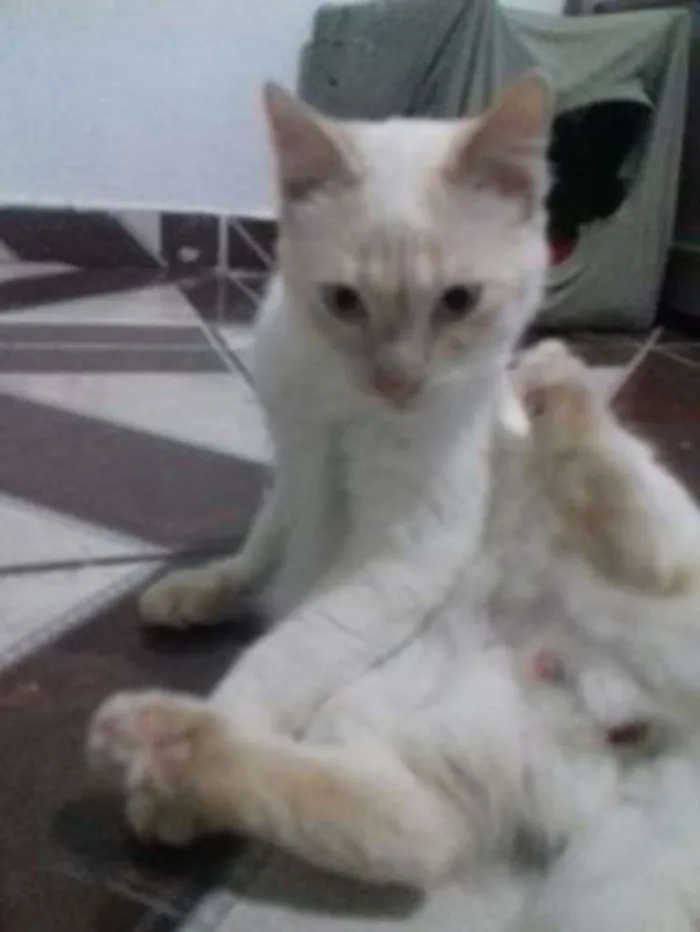 Gato ra a srd idade 7 a 11 meses nome branco