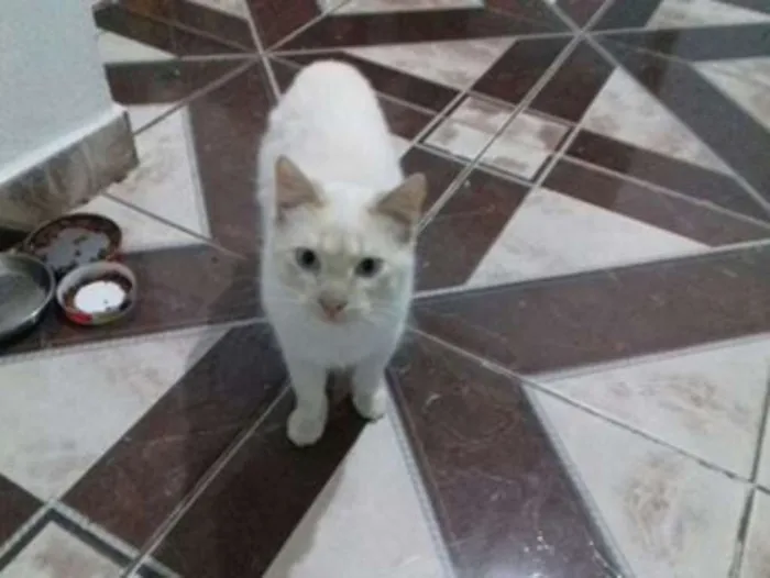 Gato ra a srd idade 7 a 11 meses nome branco