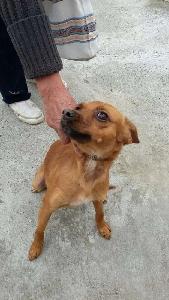 Cachorro ra a mestiço pinscher idade 2 anos nome Amarelinho