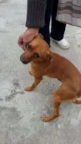 Amarelinho