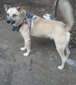 Cachorro raça SRD idade 2 anos nome Alemão