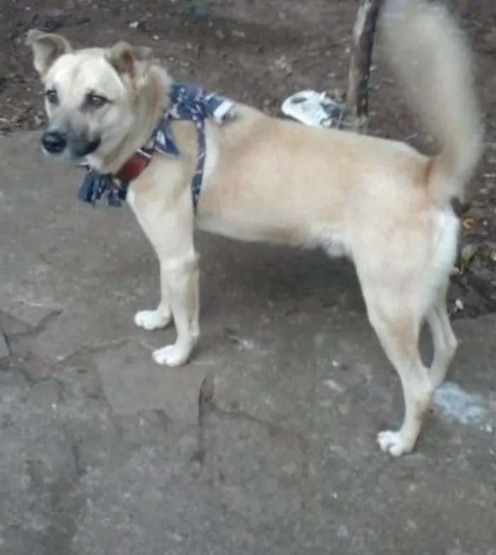 Cachorro ra a SRD idade 2 anos nome Alemão