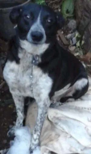 Cachorro raça SRD idade 2 anos nome Ana