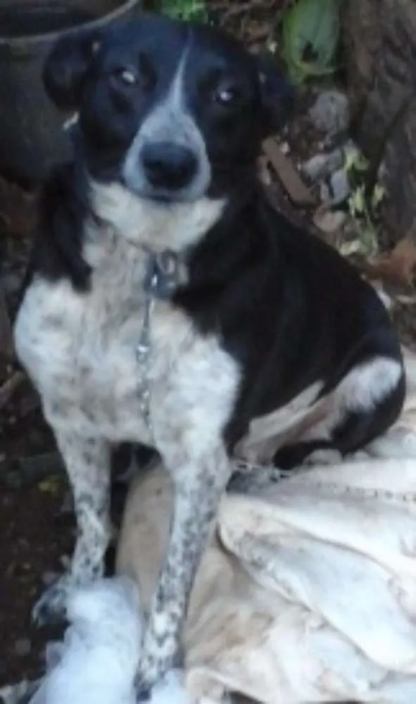 Cachorro ra a SRD idade 2 anos nome Ana