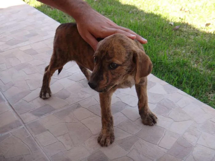 Cachorro ra a Predominância de vira-lata idade 2 a 6 meses nome SEM NOME