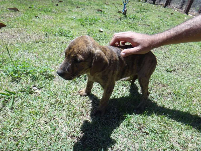 Cachorro ra a Predominância de vira-lata idade 2 a 6 meses nome SEM NOME
