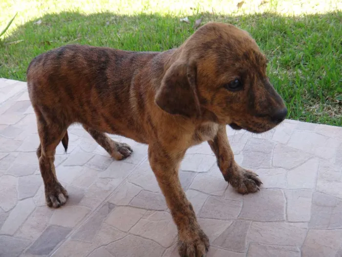 Cachorro ra a Predominância de vira-lata idade 2 a 6 meses nome SEM NOME