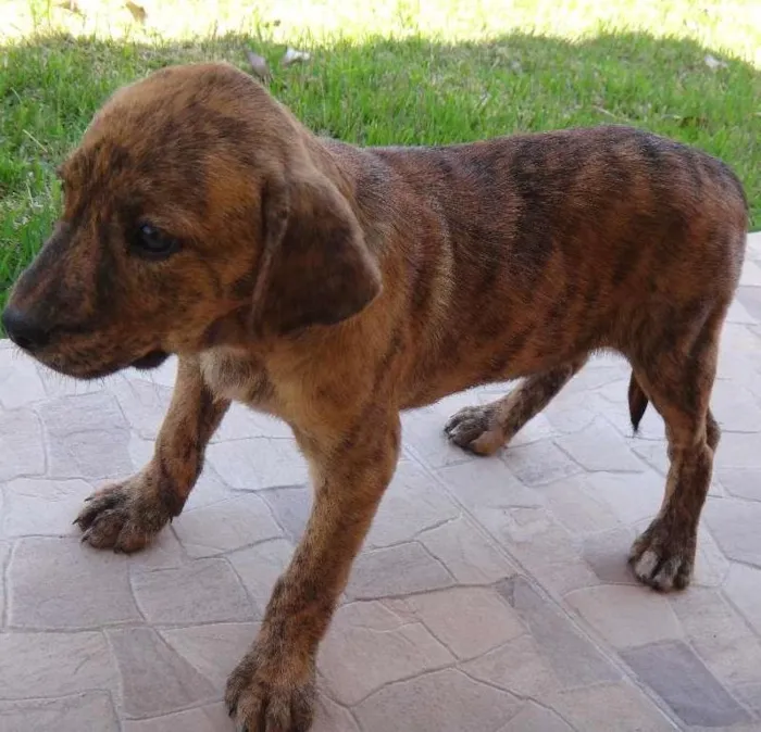 Cachorro ra a Predominância de vira-lata idade 2 a 6 meses nome SEM NOME