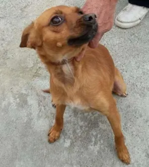Cachorro raça mestiço pinscher idade 2 anos nome Amarelinho