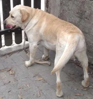 Cachorro raça Labrador idade 2 anos nome Marley