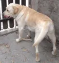 Marley