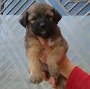 Cachorro raça srd idade 2 a 6 meses nome bebes dete