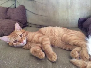 Gato raça Não determinada idade 2 a 6 meses nome Indefinido 
