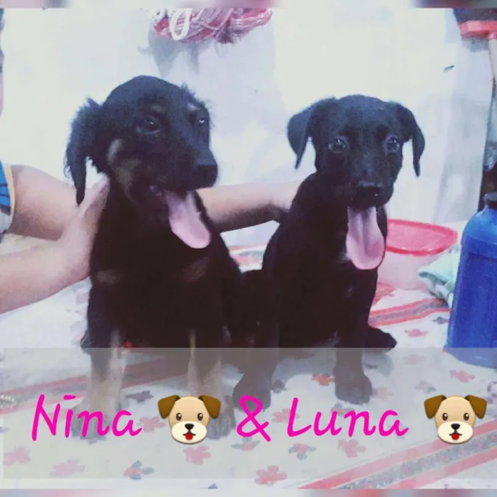 Cachorro raça Indefinida idade 2 a 6 meses nome Nina e luna