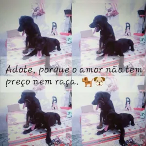 Cachorro raça Indefinida idade 2 a 6 meses nome Nina e luna