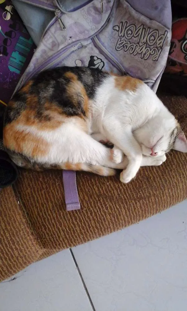 Gato raça vira lata idade 7 a 11 meses nome pintada