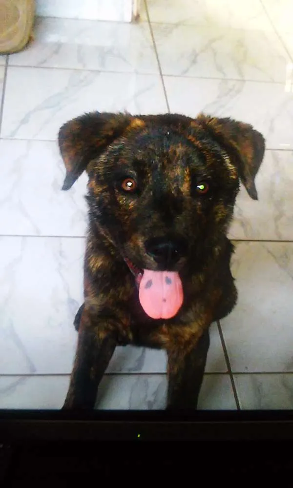 Cachorro ra a Indefinida idade 2 anos nome Hulk