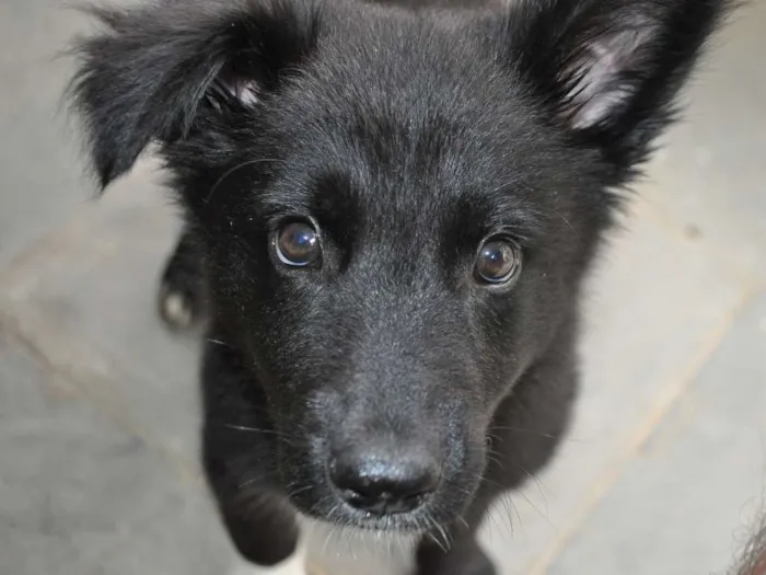 Cachorro ra a Border Collie mix Pastor Alemão idade 2 a 6 meses nome Chope